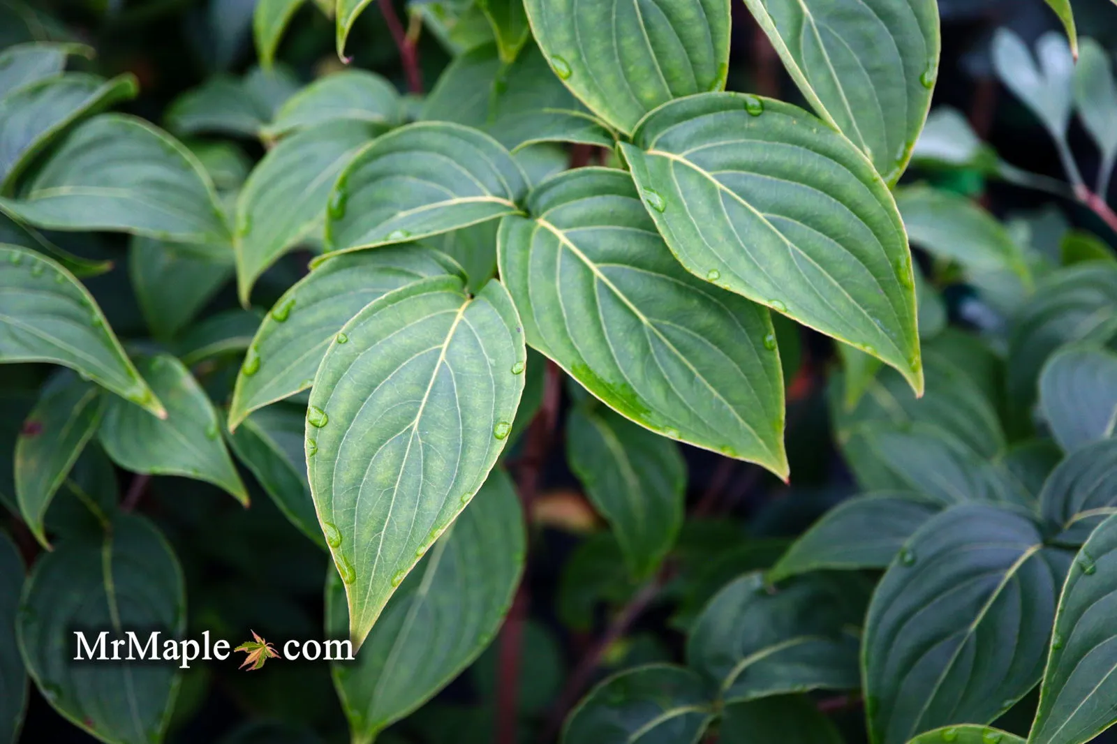 Cornus kousa 'Little Poncho' Dwarf Flowering Chinese Dogwood