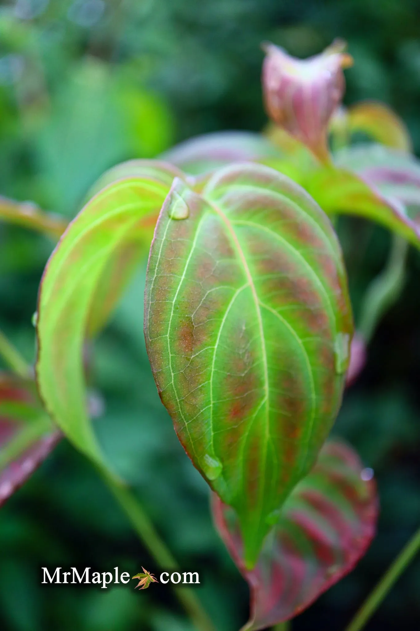 Cornus kousa 'Little Poncho' Dwarf Flowering Chinese Dogwood