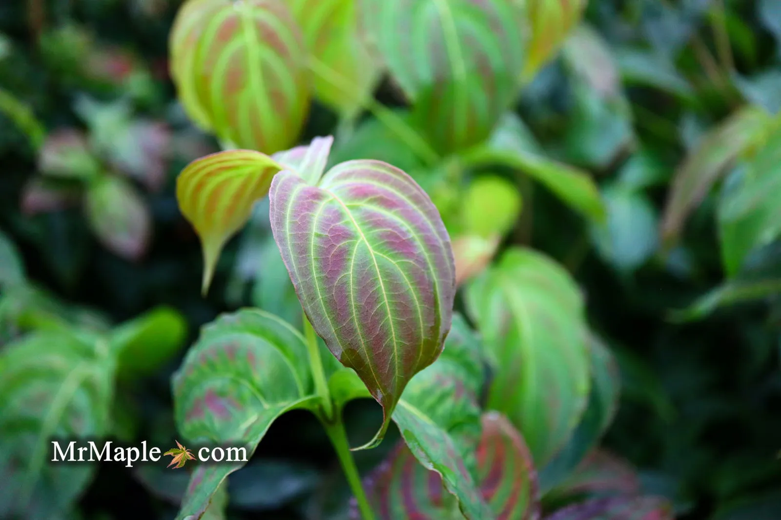 Cornus kousa 'Little Poncho' Dwarf Flowering Chinese Dogwood
