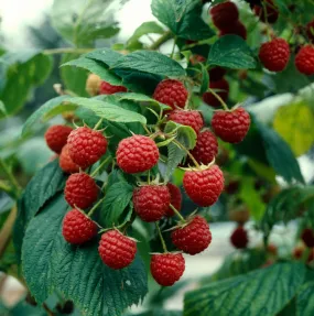 Heritage Everbearing Raspberry