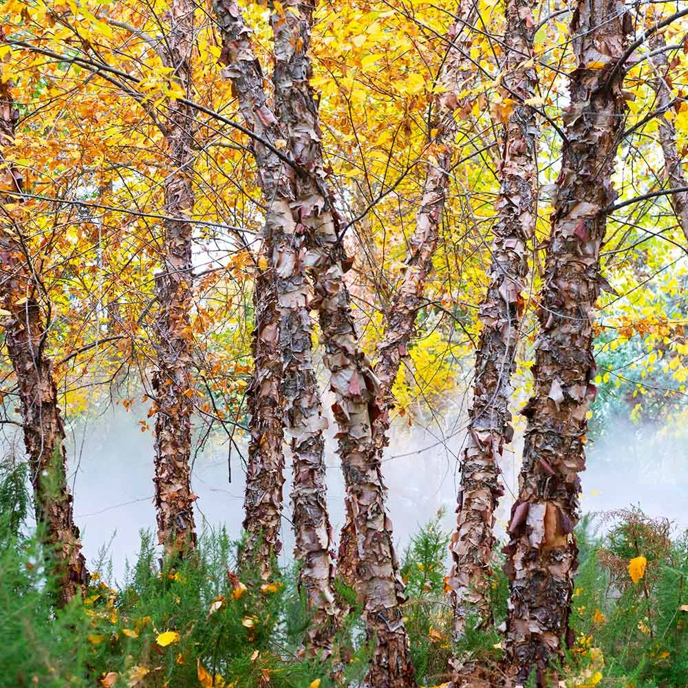 Heritage River Birch