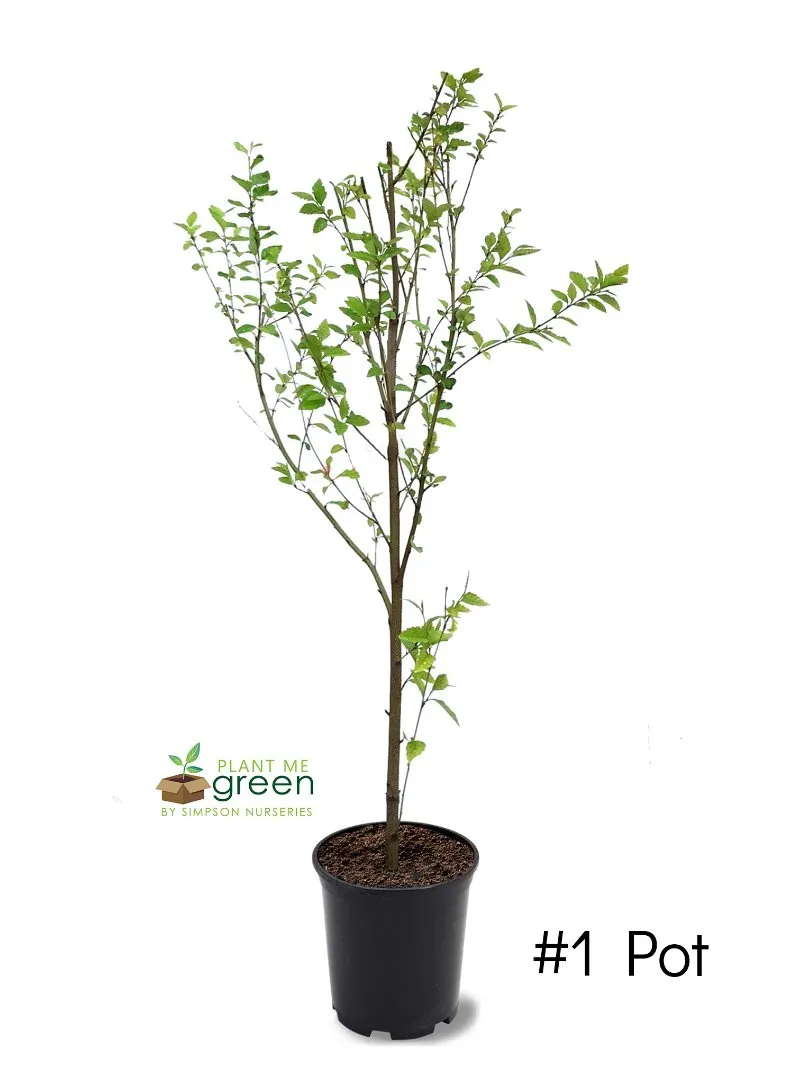 River Birch - Heritage