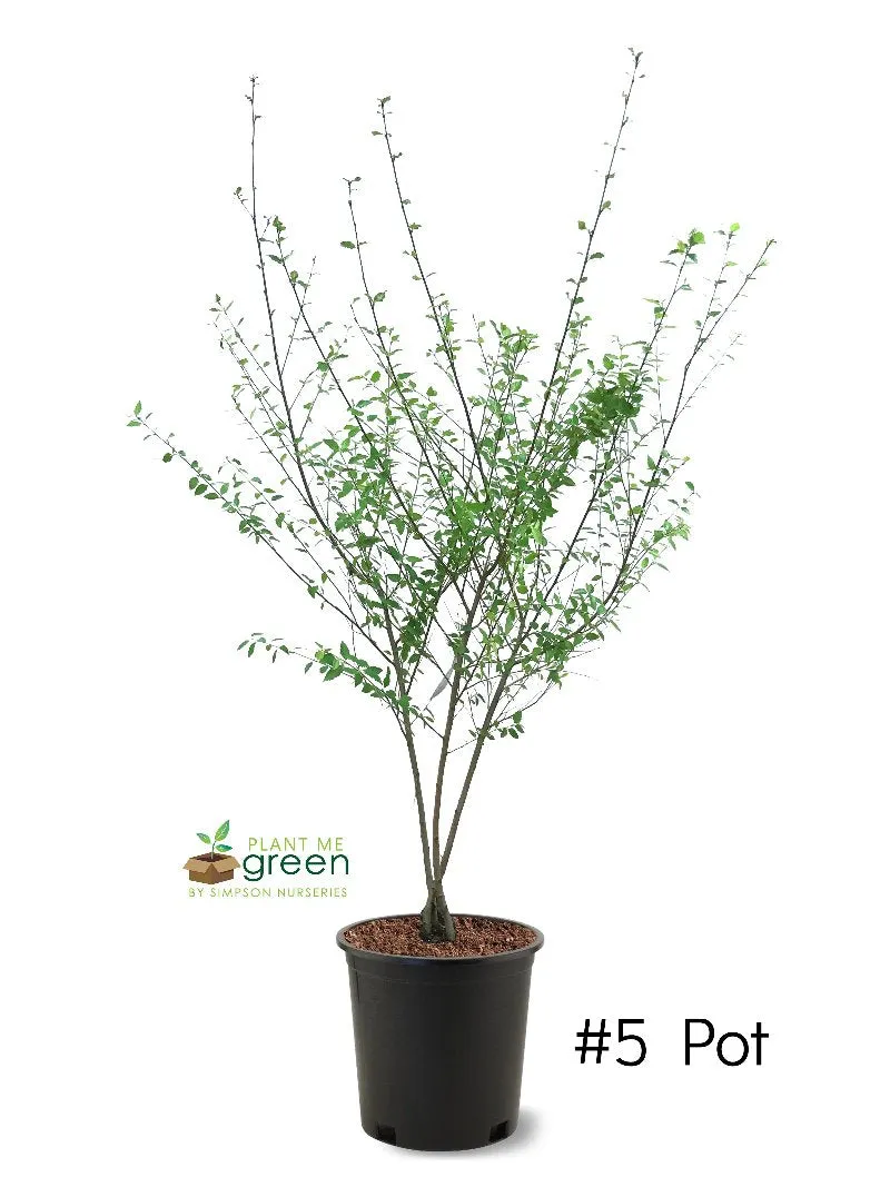River Birch - Heritage