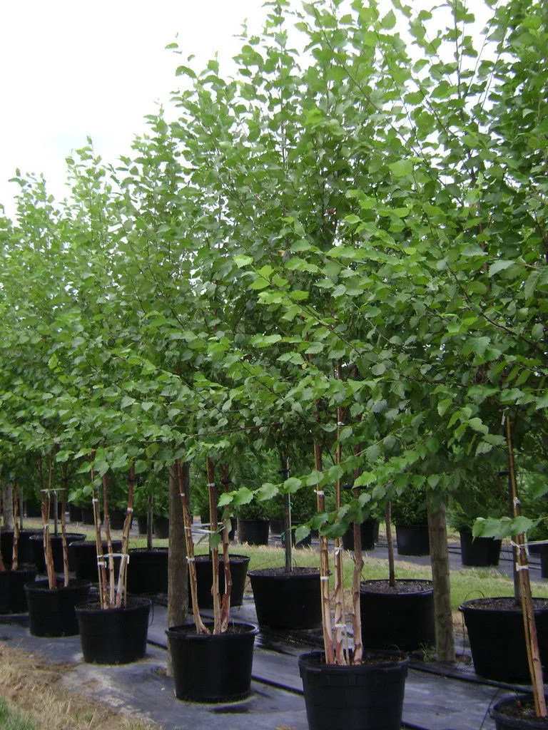 River Birch - Heritage