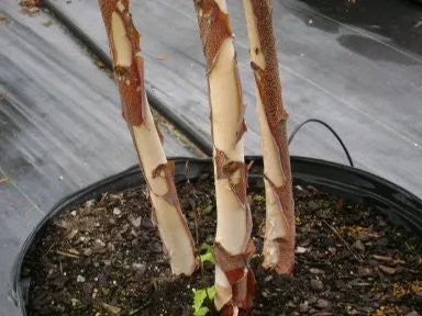 River Birch - Heritage