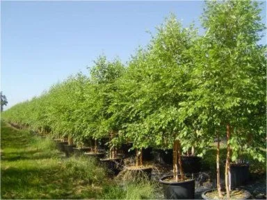 River Birch - Heritage