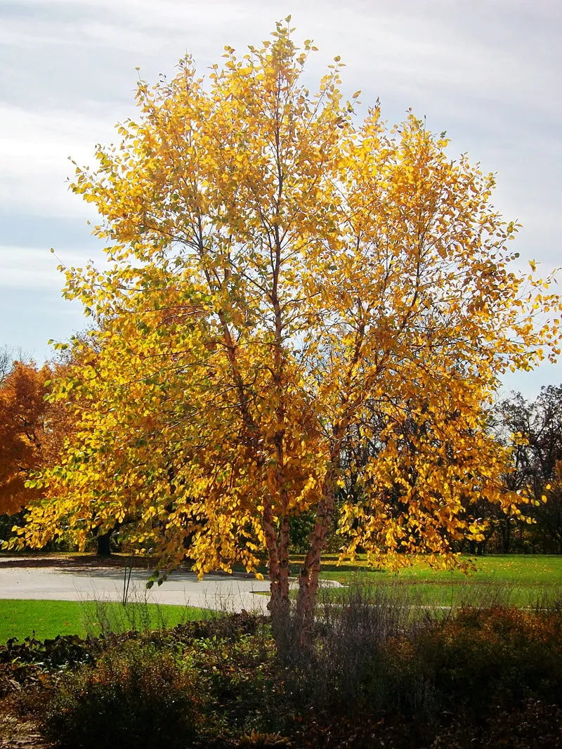 River Birch - Heritage